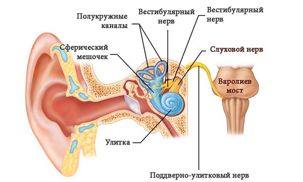 Строение среднего уха