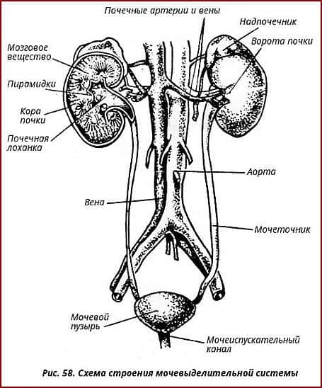 анатомия мочевыделительной системы