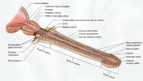 анатомия мужской уретры