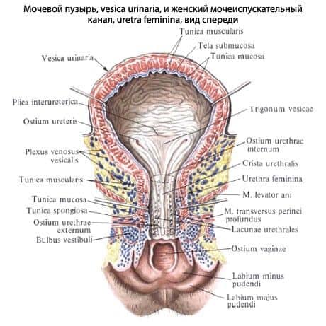 анатомия женской уретры