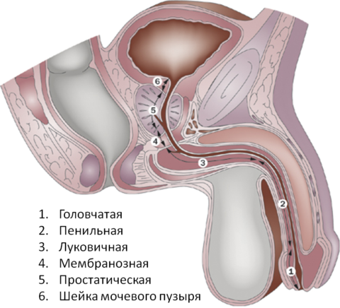 Анатомия мочевого пузыря