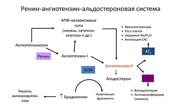 Ренин-ангиотензин-альдостероновая система