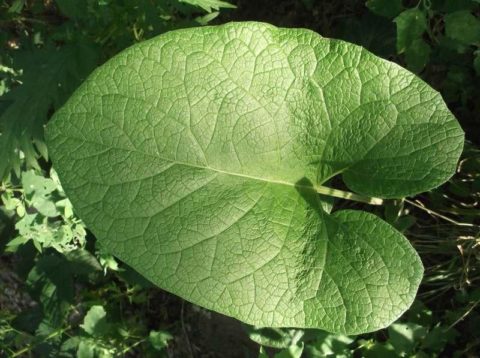 Листья лопуха обладают восстанавливающими свойствами, считается, что прием лекарства на их основе приводит к уменьшению кистозных образований.