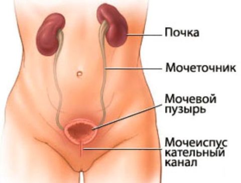 На фото анатомическое строение мочевыводящей системы у женщин.