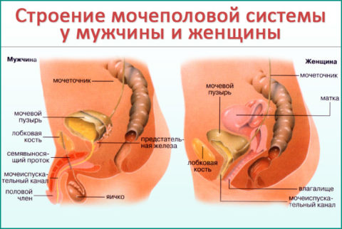 На фото видно значительные отличия в анатомическом строении мочеполовой системы у женщин и мужчин.