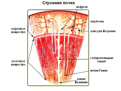 Почки – это сложный по анатомическому строению механизм, выполняющий существенные функции в организме.