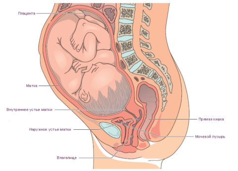 Внутренние органы оказываются сжатыми увеличенной маткой